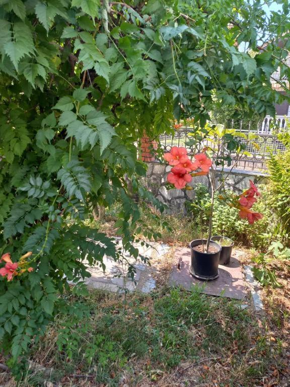 Хостел Traveler'S Rest - Near Podgorica Airport Mitrovici  Экстерьер фото